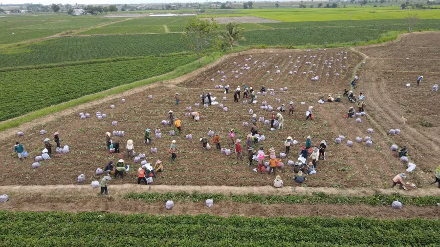 Người dân huyện Phú Thiện thu hoạch khoai lang nhưng khó khăn về đầu ra. (Ảnh: Trúc Hân)