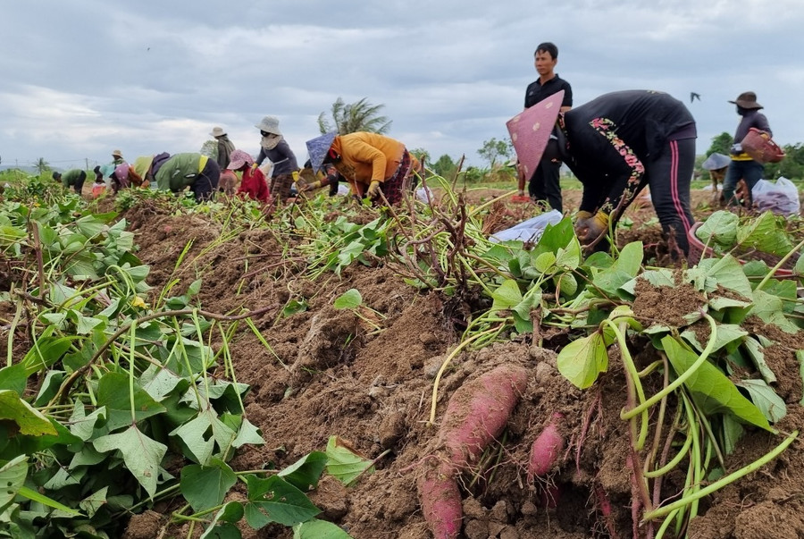 Giá khoai lang giảm mạnh, người dân điêu đứng. (Ảnh: Trúc Hân)