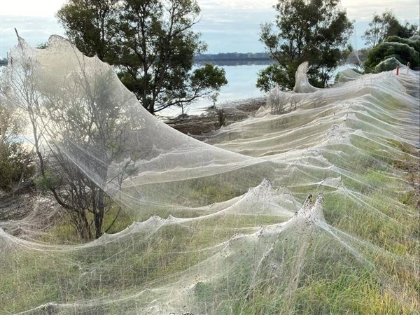 Mạng nhện bao trùm nông thôn Australia