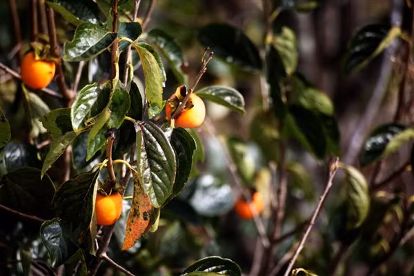 Nhớ những vườn hồng chín đỏ ảnh 3