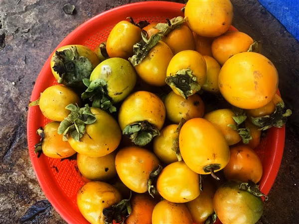 Nhớ những vườn hồng chín đỏ ảnh 4