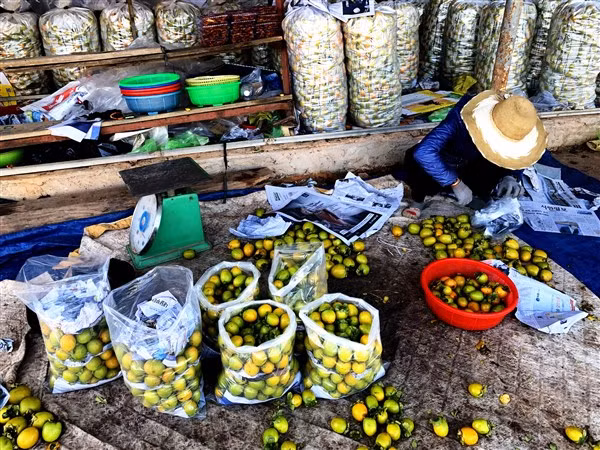 Nhớ những vườn hồng chín đỏ ảnh 1