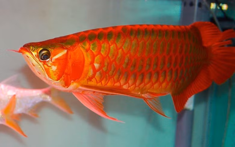 Ứng dụng kỹ thuật nhân nuôi cá rồng quý hiếm