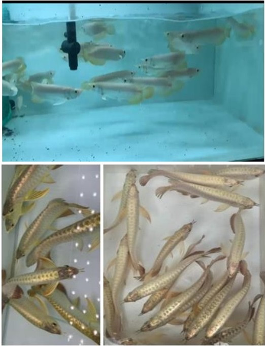 Cá rồng là loài cá cảnh rất được ưa chuộng, có giá thành cao.