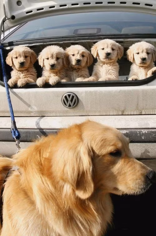 Những sự thật khoa học không…thật ảnh 8