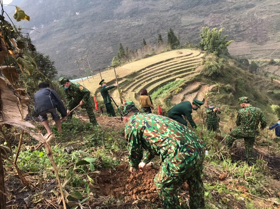 Cán bộ, chiến sĩ Đồn Biên phòng Lũng Cú tham gia trồng cây hoa Mai anh đào.