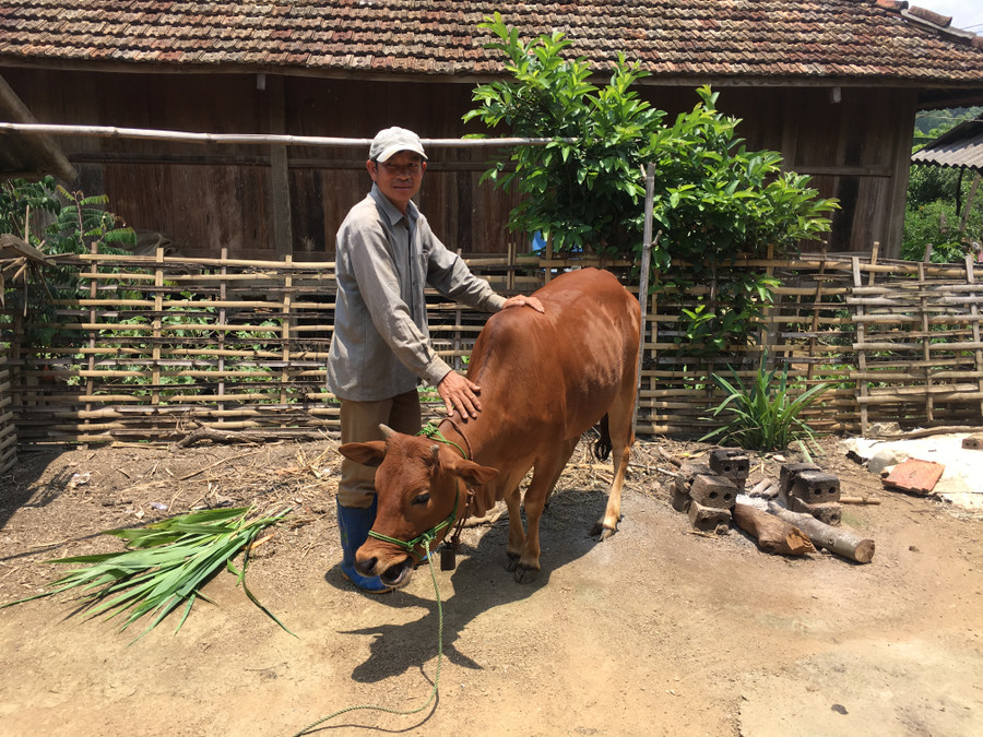 Ông Bình vui mừng khi nhận được bò giống phát triển kinh tế.