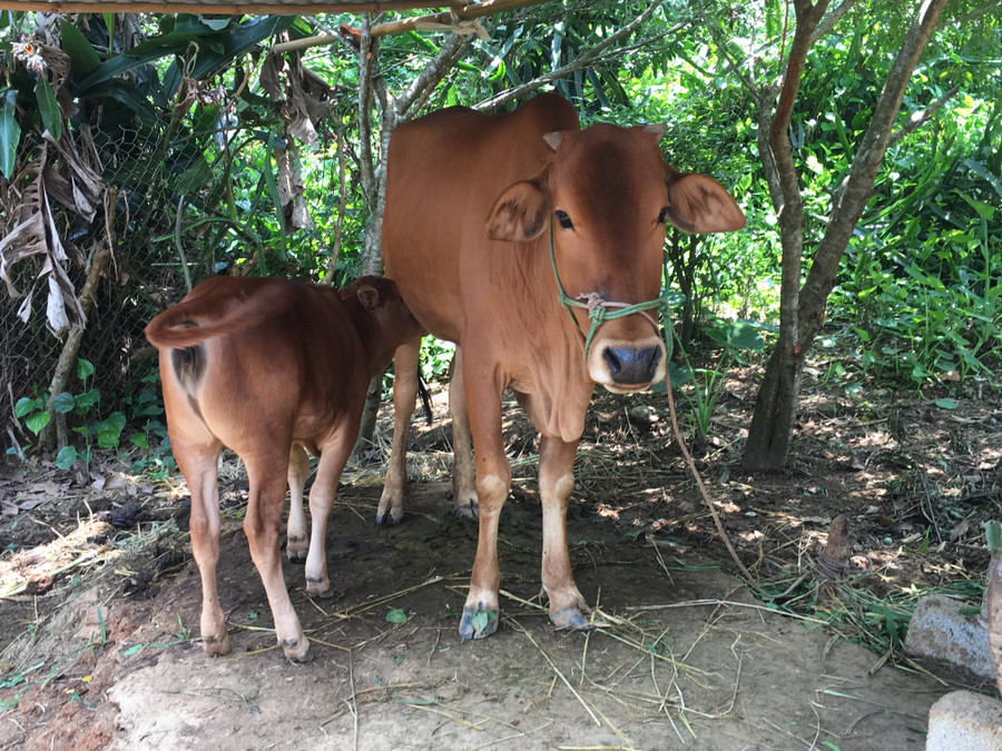 Nhờ chăm sóc tốt, bò giống của ông Bình được Nhà nước hỗ trợ đã sinh sản 1 con bê cái.