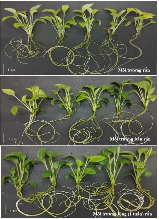 Kết quả nuôi cấy mô cây Bạch truật trong các môi trường khác nhau.