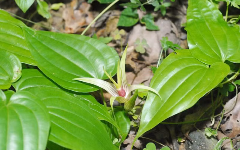 Bách bộ là loài dược liệu rất tiềm năng để điều chế ra các sản phẩm trị ho từ thảo dược.