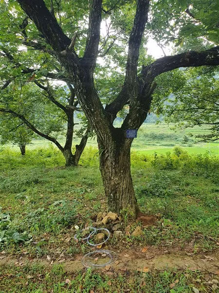 “Cứu” nguồn gene hạt dẻ Trùng Khánh đang thoái ảnh 1