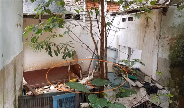 Trụ sở của của VKSND thành phố Phúc Yên thành nơi thả vịt.