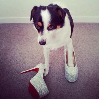 Những chú chó có cuộc sống vương giả ảnh 14