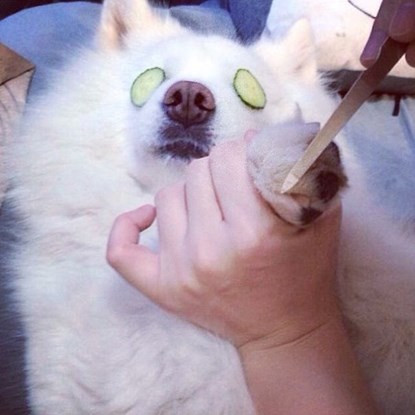 Những chú chó có cuộc sống vương giả ảnh 2