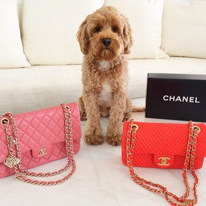 Những chú chó có cuộc sống vương giả ảnh 7