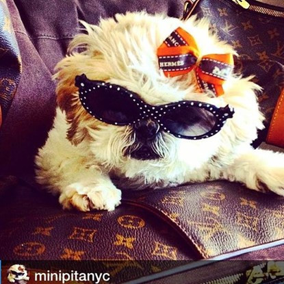 Những chú chó có cuộc sống vương giả