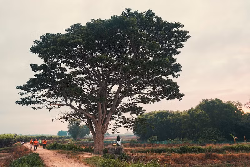 Cây ngô đồng trong phim Mắt Biếc: Tọa độ checkin giới trẻ hiện nay - ảnh 1