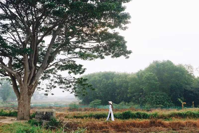 Cây ngô đồng trong phim Mắt Biếc: Tọa độ checkin giới trẻ hiện nay - ảnh 5