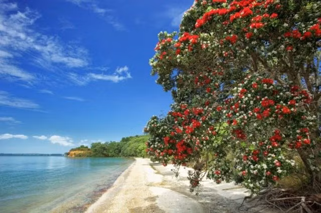 Cây Pohutukawa là biểu tượng Giáng sinh của New Zealand.