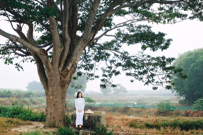 Cây ngô đồng trong phim Mắt Biếc: Tọa độ checkin giới trẻ hiện nay - ảnh 2