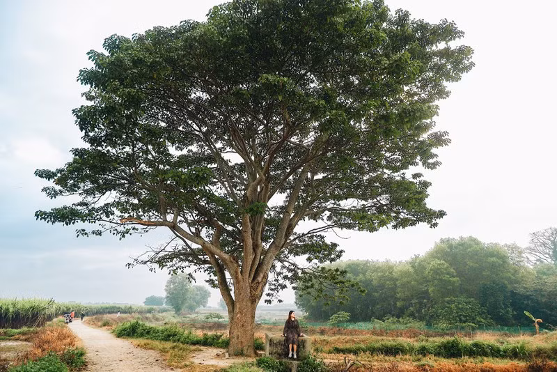 Cây ngô đồng trong phim Mắt Biếc: Tọa độ checkin giới trẻ hiện nay - ảnh 7