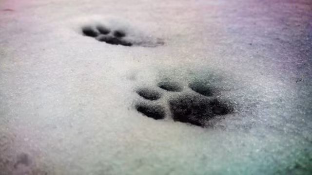 Nỗi sợ bị mèo Yule ăn thịt được người dân Iceland coi như một động lực nâng cao tinh trần, trách nhiệm trong công việc thu hoạch mùa vụ trước ngày Giáng sinh.