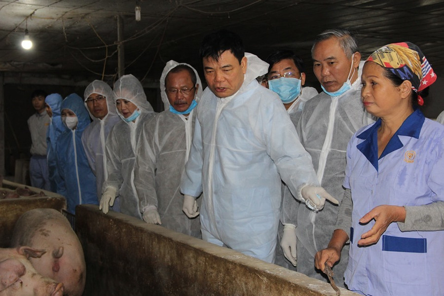 Bán 1 con lợn thu nửa cây vàng, nông dân kể chuyện chưa từng có ảnh 1 Bán 1 con lợn thu nửa cây vàng, nông dân kể chuyện chưa từng có