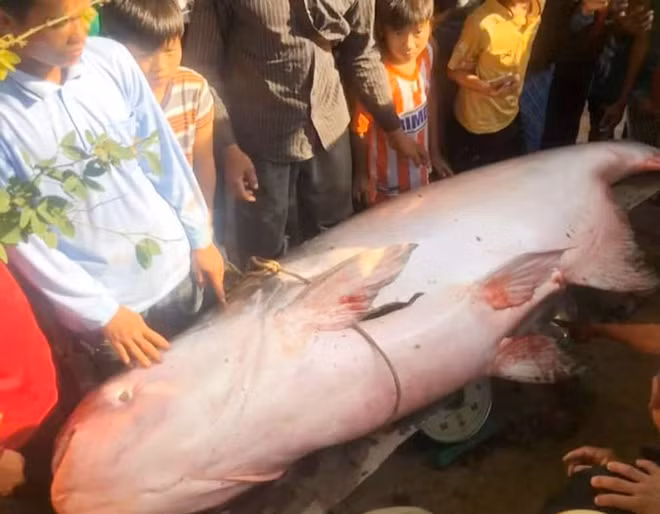 Cá tra dầu do ông Salyman bắt được. Ảnh: Nhật Tân.