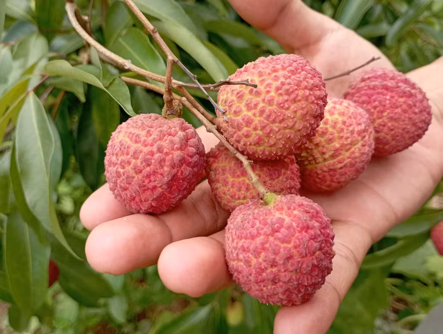 Giống vải thiều không hạt được trồng thành công ở Bắc Giang.