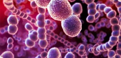 Bệnh liên cầu lợn hình thành do loại vi khuẩn Streptococcus suis gây ra.