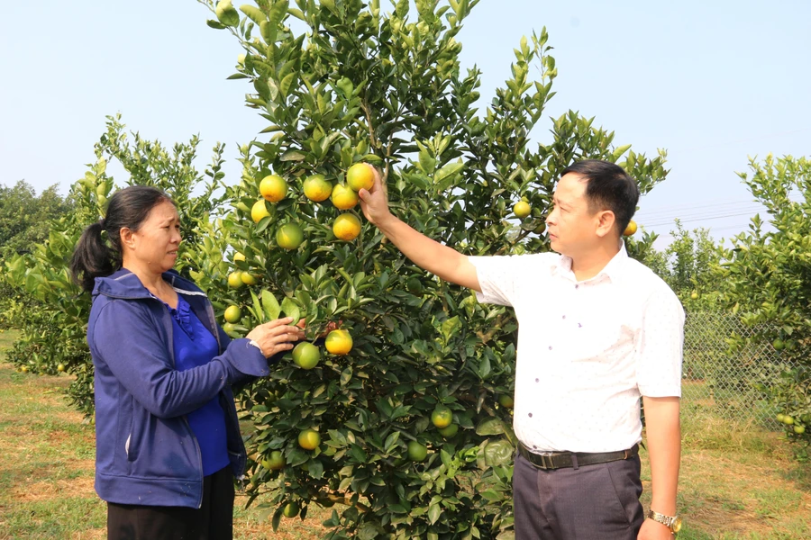 Bà con nông dân có cuộc sống khấm khá nhờ trồng cam. 