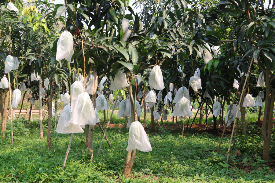 Xoài tượng Da xanh được xuất khẩu sang thị trường nước ngoài khó tính. Xoài tượng Da xanh được xuất khẩu sang thị trường nước ngoài khó tính.