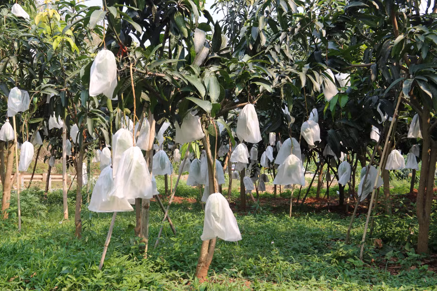 Xoài tượng Da xanh được xuất khẩu sang thị trường nước ngoài khó tính.