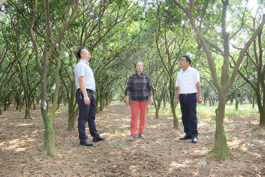 Huyện Cao Phong có khoảng 1.357ha cam/1.740ha cây ăn quả có múi.