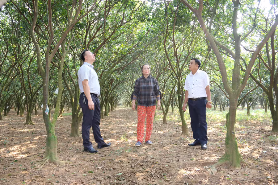 Huyện Cao Phong có khoảng 1.357ha cam/1.740ha cây ăn quả có múi.