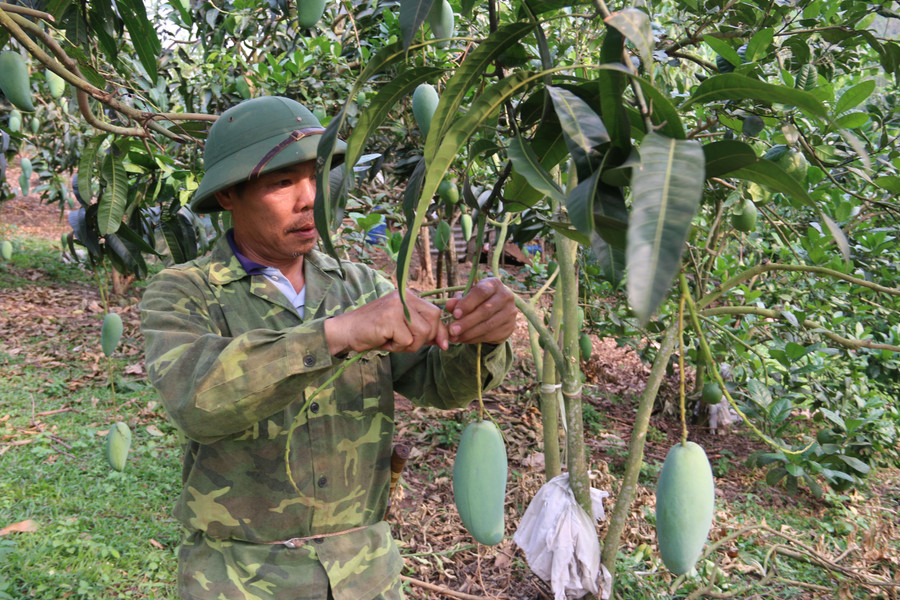 Xoài tượng Da Xanh được nhiều hộ dân trồng phát triển kinh tế. Xoài tượng Da Xanh được nhiều hộ dân trồng phát triển kinh tế.