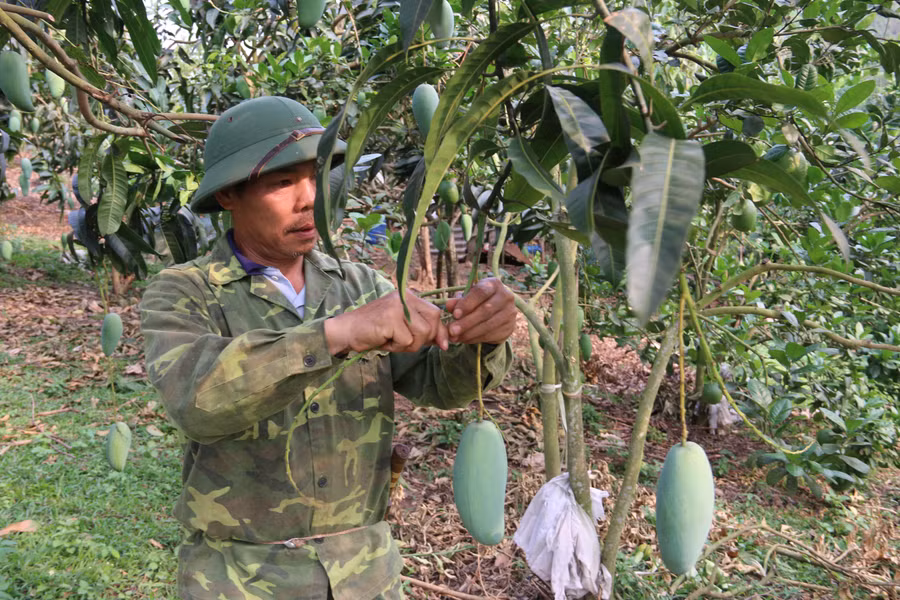 Xoài tượng Da Xanh được nhiều hộ dân trồng phát triển kinh tế.