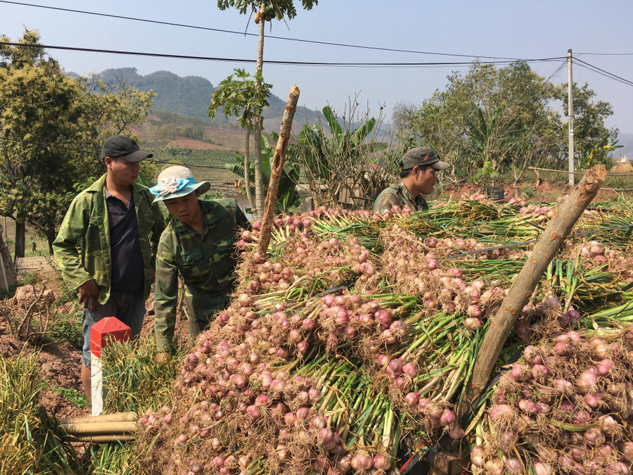 Tỏi tía cũng là 1 trong những sản phẩm nổi tiếng của huyện Yên Châu, được nhiều người tiêu dùng lựa chọn. Tỏi tía cũng là 1 trong những sản phẩm nổi tiếng của huyện Yên Châu, được nhiều người tiêu dùng lựa chọn.