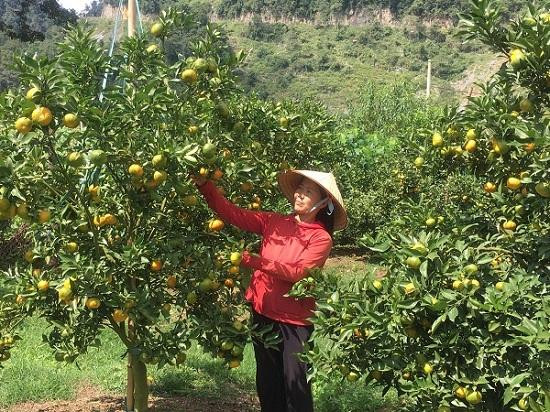 Các hộ có hoàn cảnh khó khăn được tiếp cận nguồn vốn vay phát triển kinh tế, nhờ vậy cuộc sống của bà con đã từng bước được nâng lên.