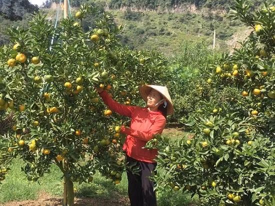 Các hộ có hoàn cảnh khó khăn được tiếp cận nguồn vốn vay phát triển kinh tế, nhờ vậy cuộc sống của bà con đã từng bước được nâng lên.