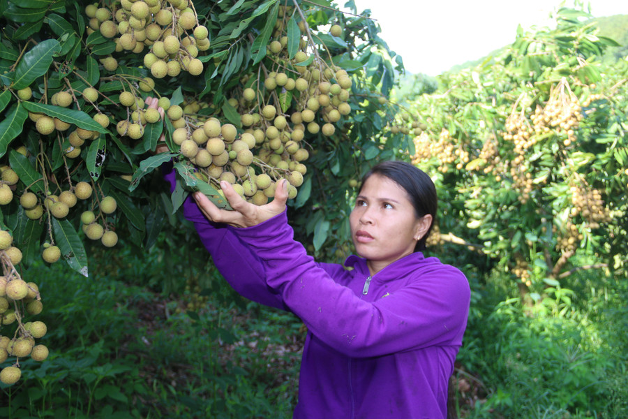 Ngoài các sản phẩm trái cây như: Xoài tròn, xoài Da Xanh, huyện Yên Châu còn có khoảng 2.476ha nhãn. Ngoài các sản phẩm trái cây như: Xoài tròn, xoài Da Xanh, huyện Yên Châu còn có khoảng 2.476ha nhãn.