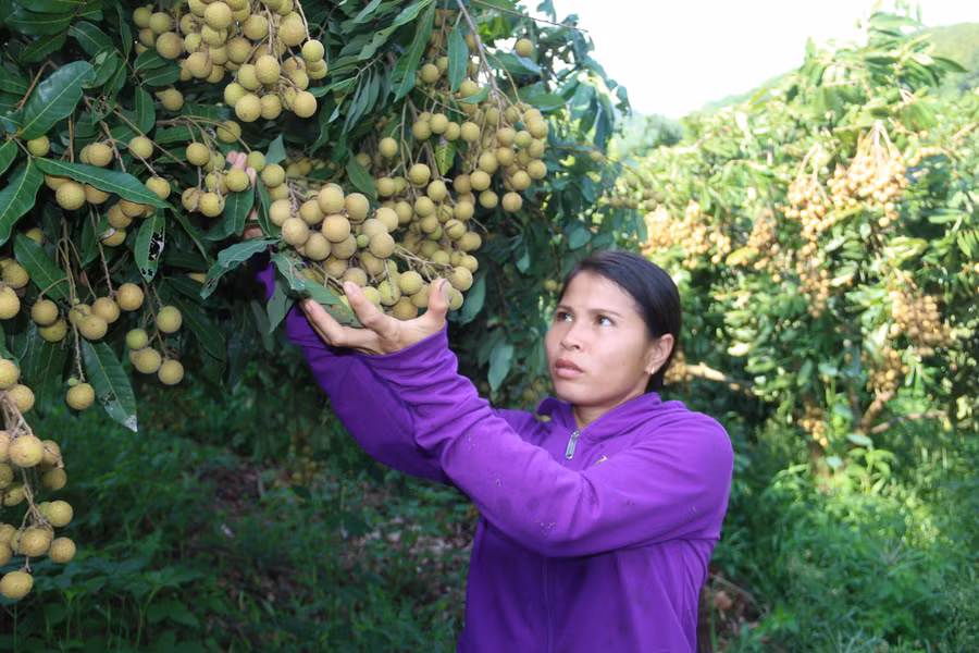 Ngoài các sản phẩm trái cây như: Xoài tròn, xoài Da Xanh, huyện Yên Châu còn có khoảng 2.476ha nhãn.