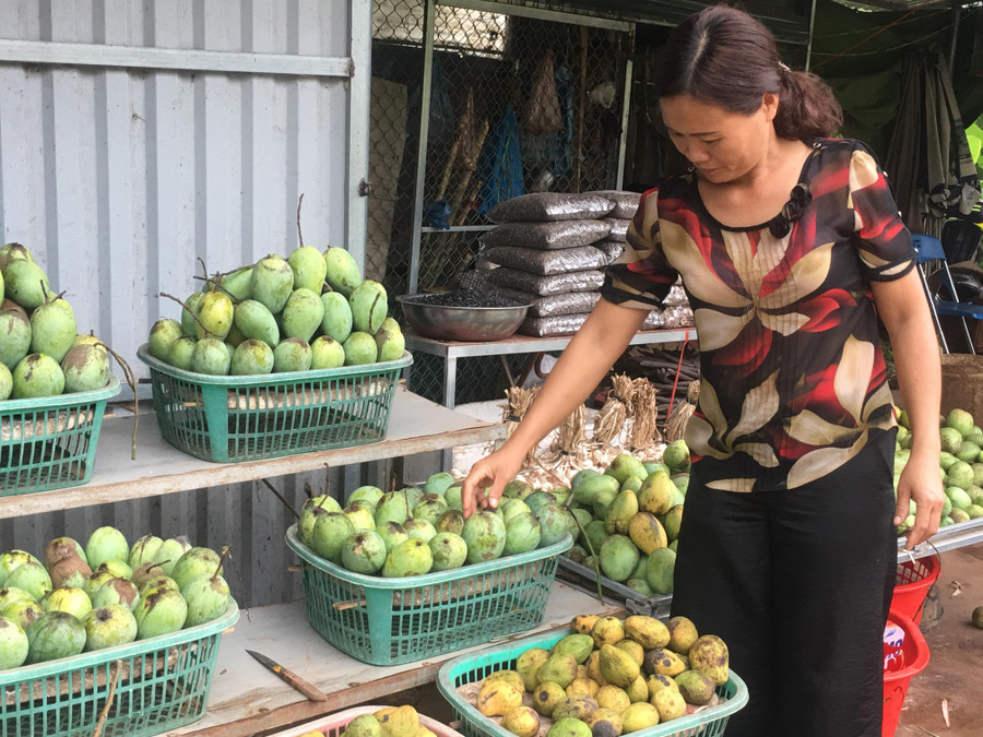 Xoài tròn Yên Châu được bày bán ở các sạp hàng. Xoài tròn Yên Châu được bày bán ở các sạp hàng.