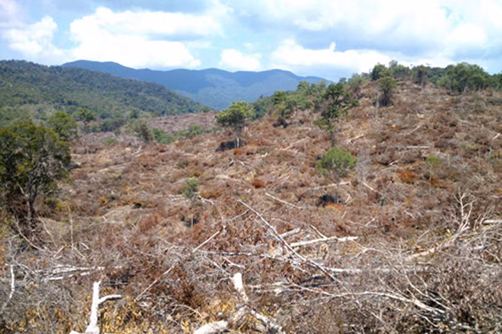 Khởi tố bị can, bắt tạm giam đối tượng hủy hoại rừng ở Phú Yên