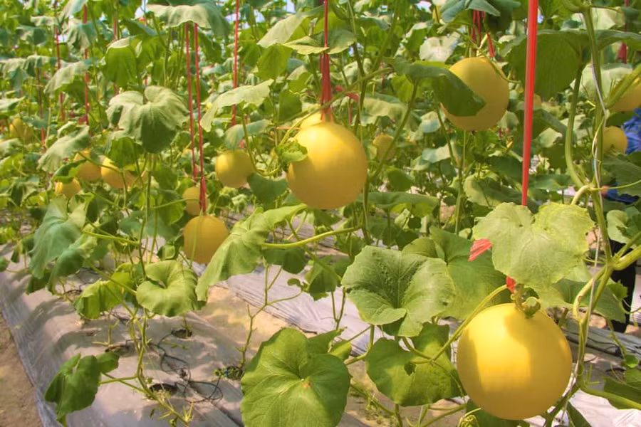 Dưa lưới trồng trong nhà màng đạt năng suất cao. (Ảnh: Thúy Quỳnh)