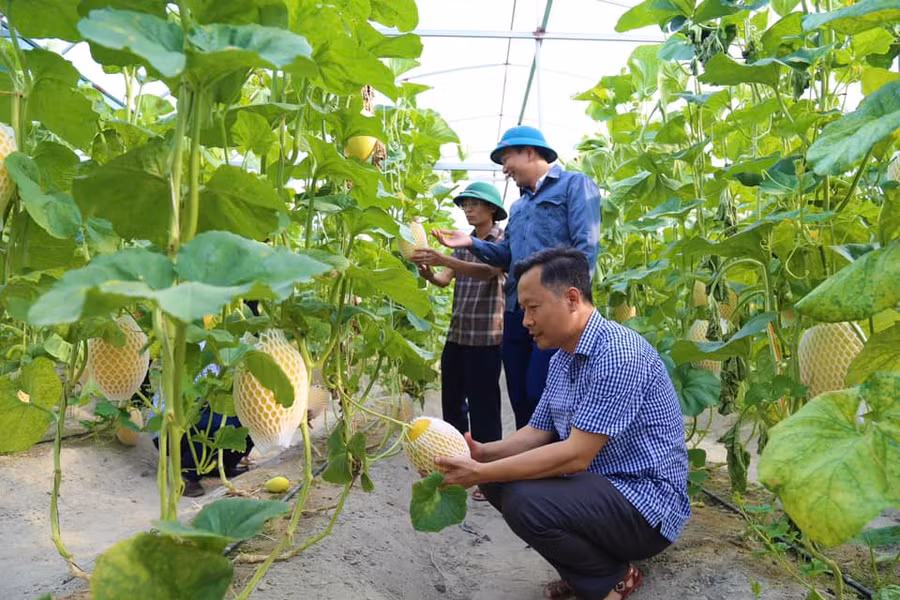 Cán bộ huyện Thạch Hà kiểm tra các mô hình trồng dưa lưới trong nhà màng. (Ảnh: Thúy Quỳnh)