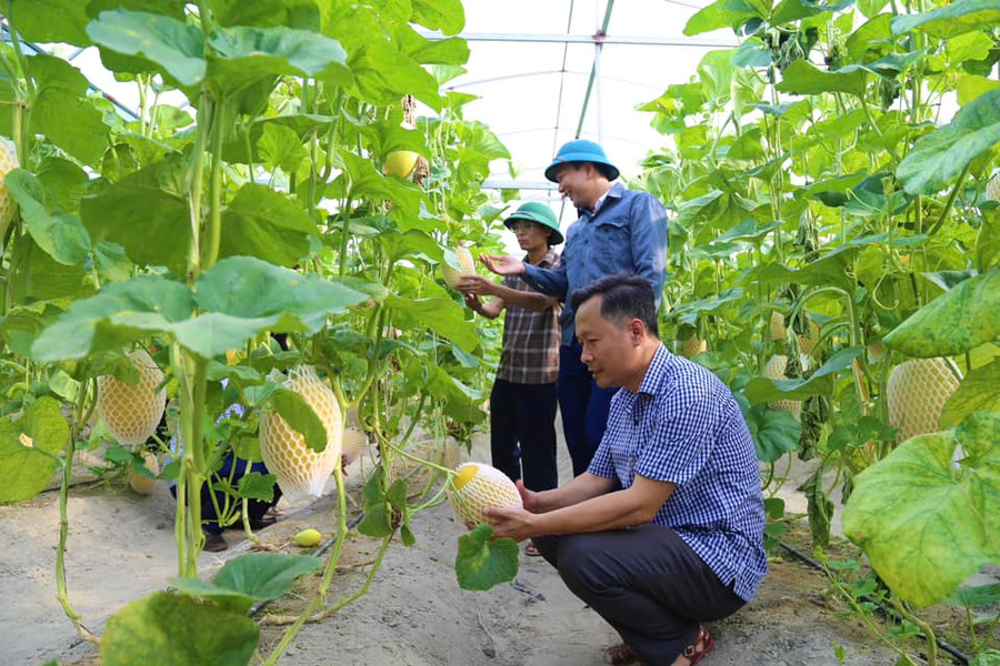 Cán bộ huyện Thạch Hà kiểm tra các mô hình trồng dưa lưới trong nhà màng. (Ảnh: Thúy Quỳnh) Cán bộ huyện Thạch Hà kiểm tra các mô hình trồng dưa lưới trong nhà màng. (Ảnh: Thúy Quỳnh)