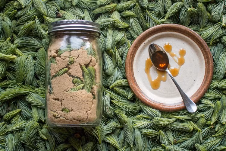 Chồi vân sam vừa là gia vị, vừa là dược phẩm tuyệt vời.