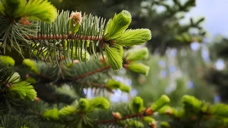 Chồi vân sam vừa tầm hái là tiền tệ giá trị ở Skagway, Alaska (Mỹ).