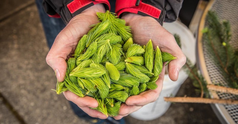 Chồi vân sam: "Tiền" chỉ có ở Alaska